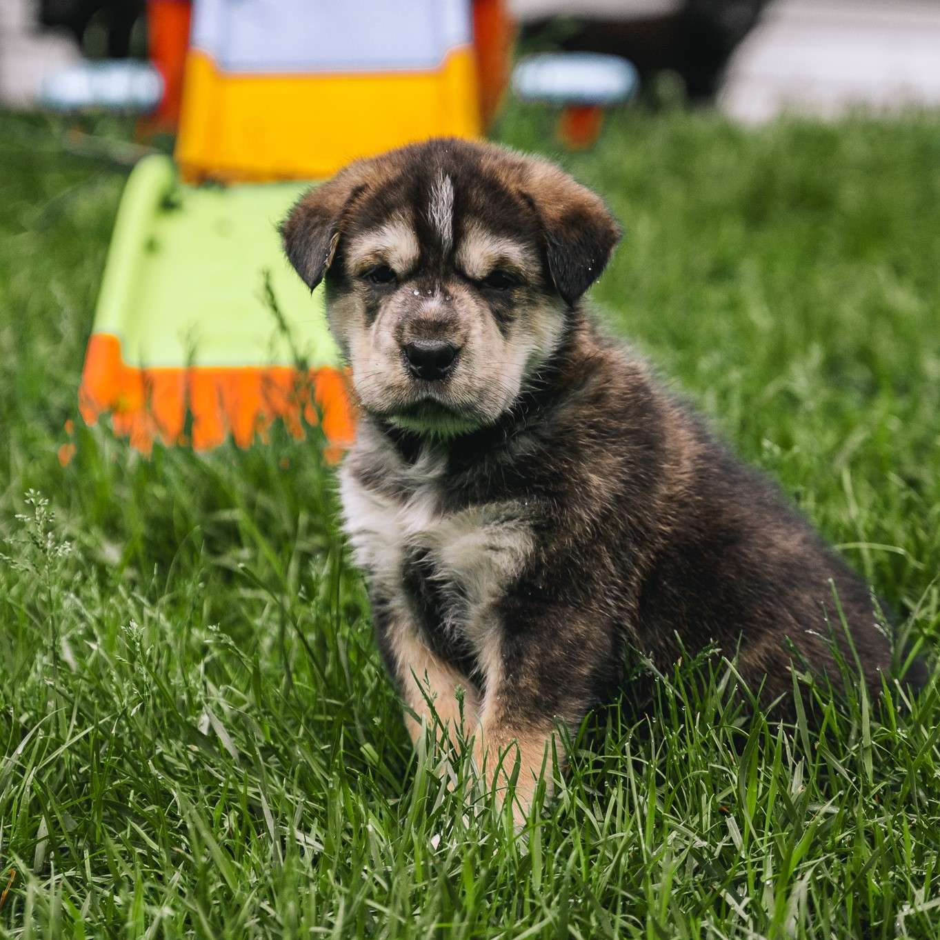 Haruto Gussy - Mixed Breed available for adoption at Zoe's Animal Rescue in Calgary