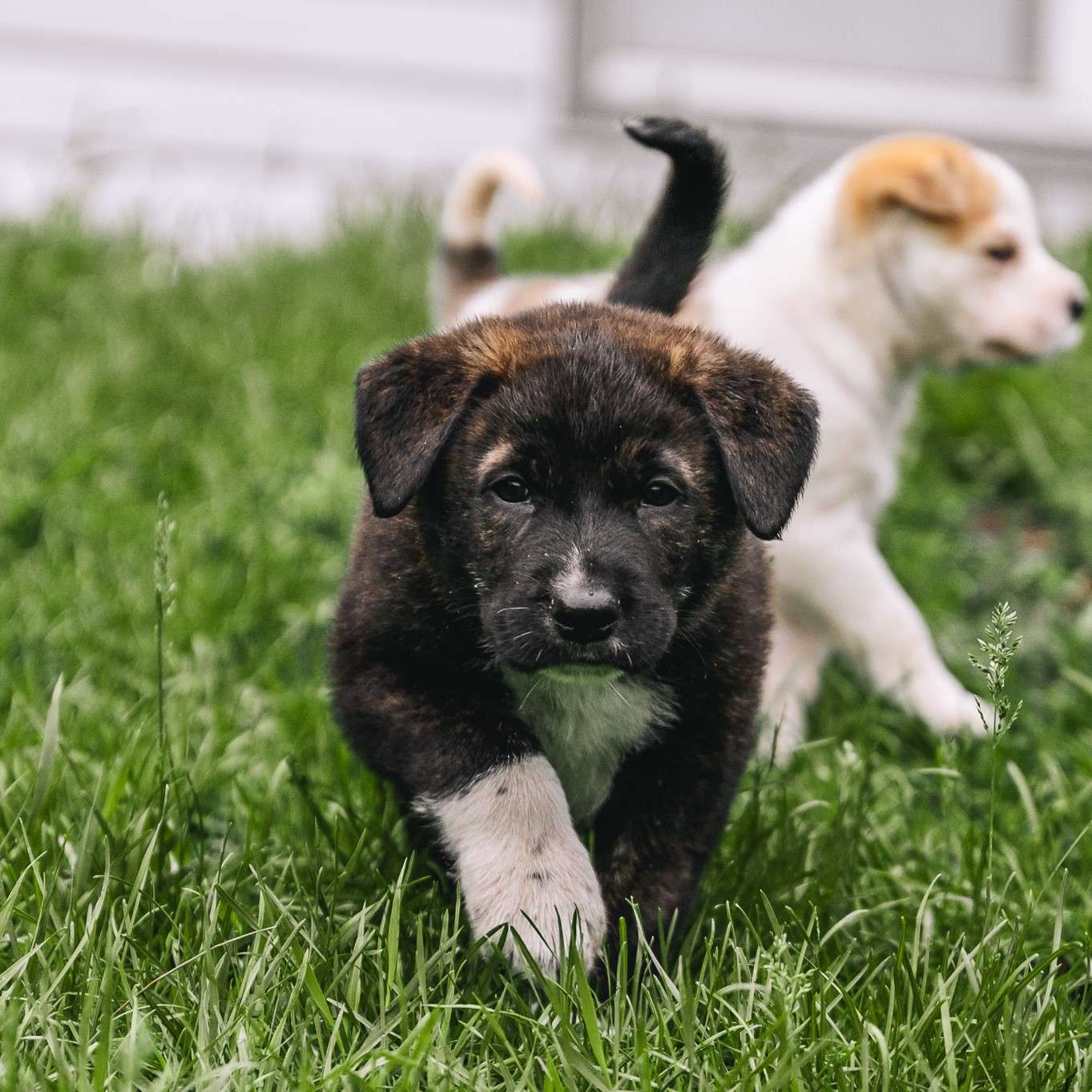 Kaito Gussy - Mixed Breed available for adoption at Zoe's Animal Rescue in Calgary
