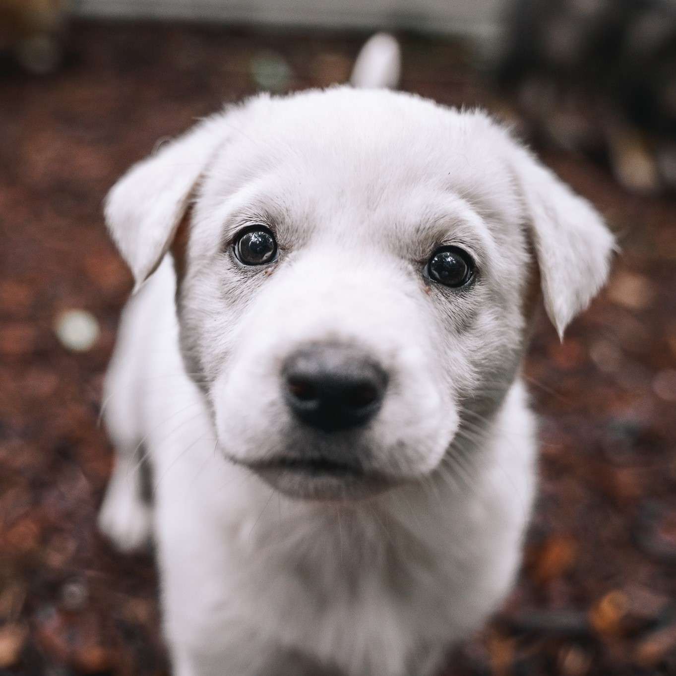 Keiko Gussy - Mixed Breed available for adoption at Zoe's Animal Rescue in Calgary