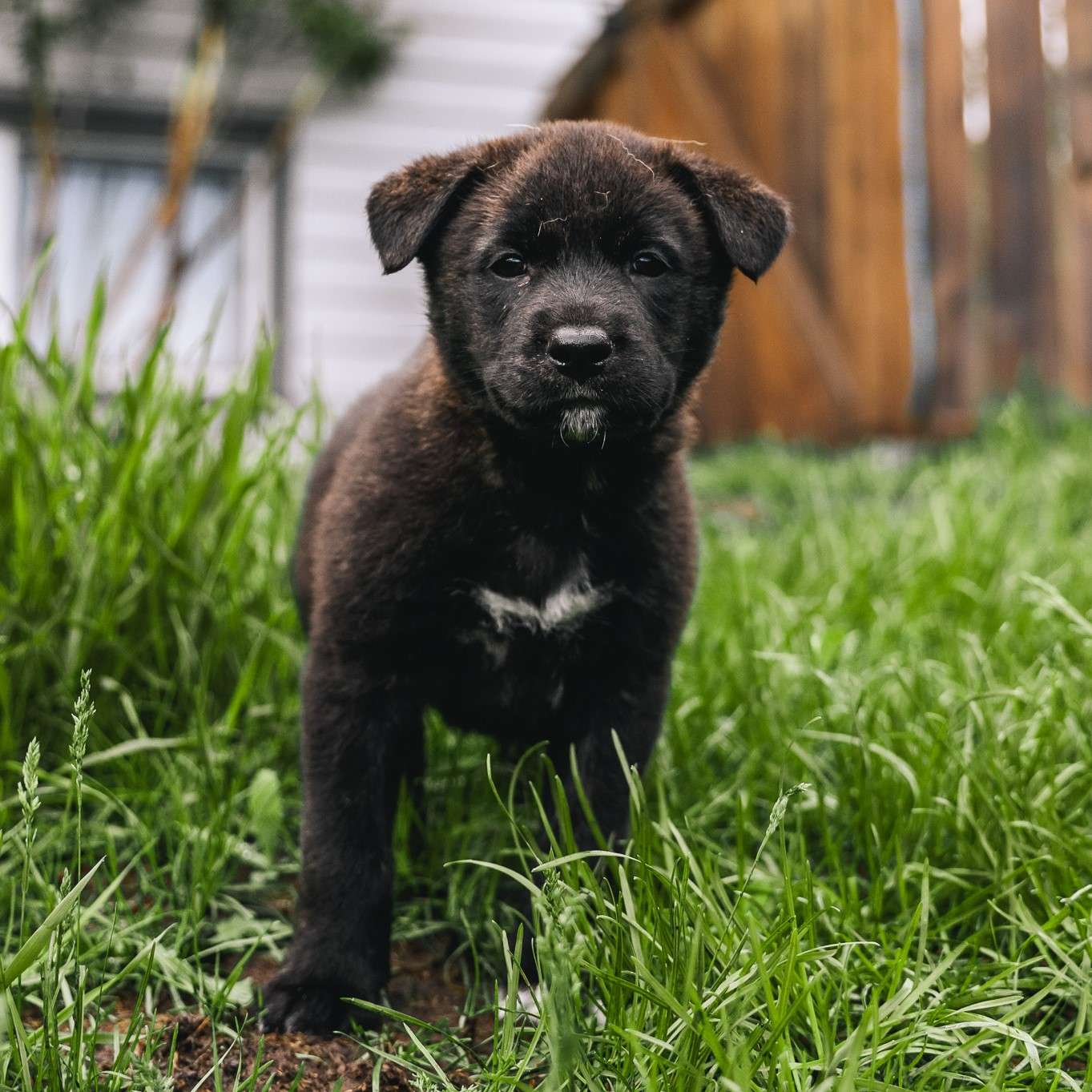 Miyu Gussy - Mixed Breed available for adoption at Zoe's Animal Rescue in Calgary