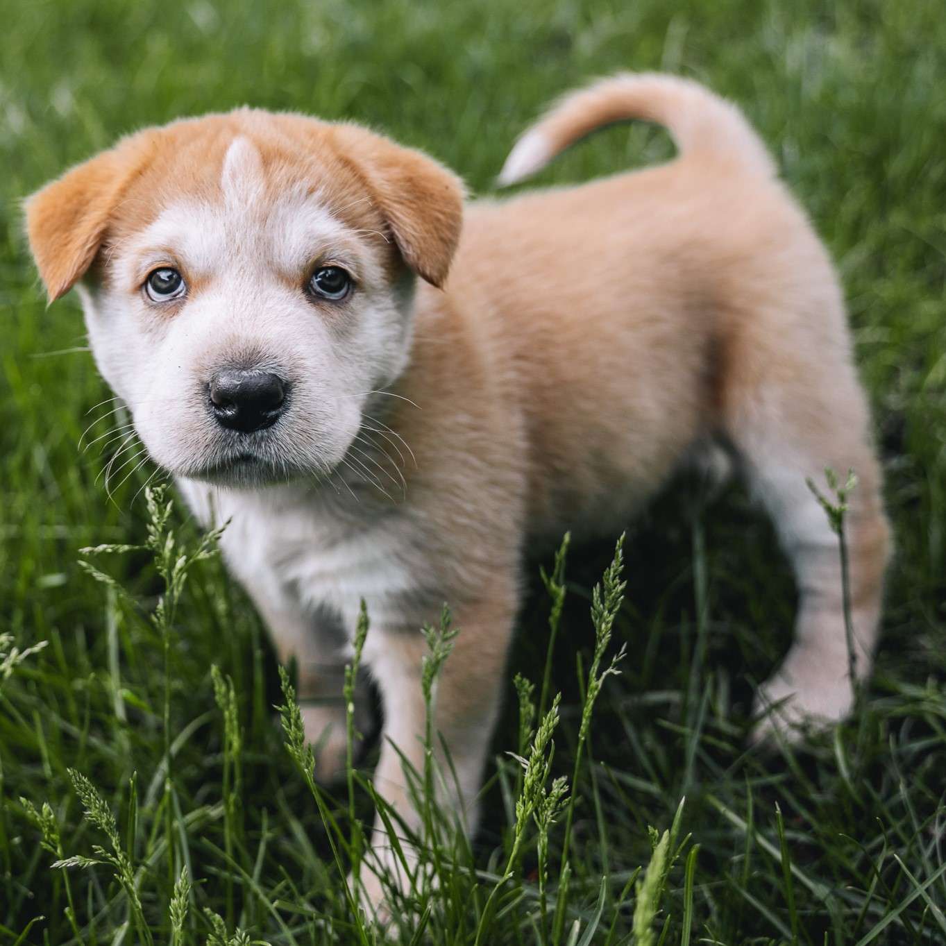 Sakura Gussy - Mixed Breed available for adoption at Zoe's Animal Rescue in Calgary