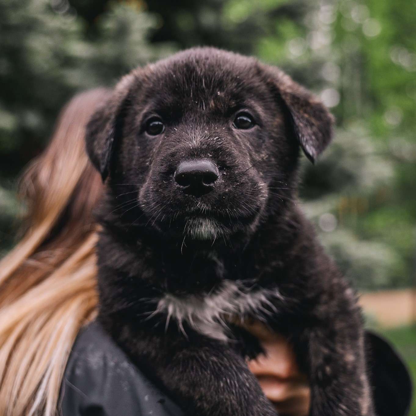 Shota Gussy - Mixed Breed available for adoption at Zoe's Animal Rescue in Calgary