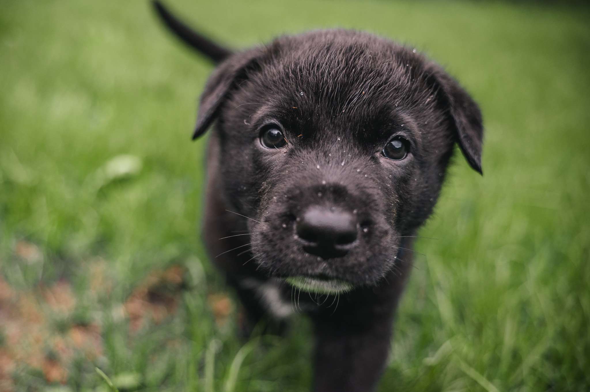 Tsubasa Gussy - Mixed Breed available for adoption at Zoe's Animal Rescue in Calgary