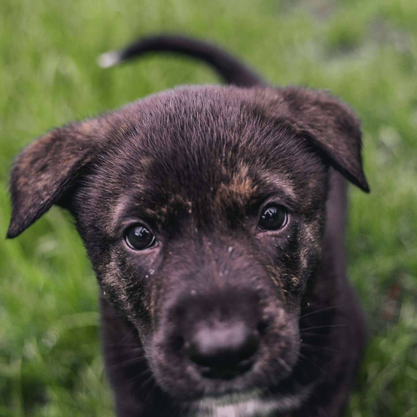 Yuika Gussy - Mixed Breed available for adoption at Zoe's Animal Rescue in Calgary