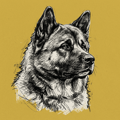 Akita illustration