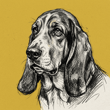 Basset Hound illustration