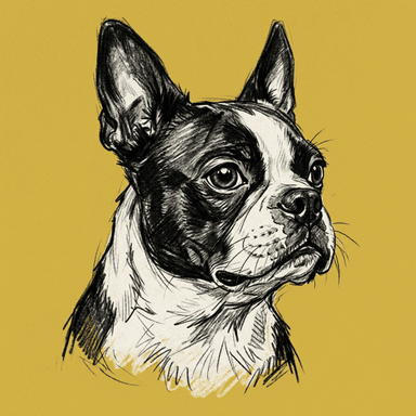 Boston Terrier illustration