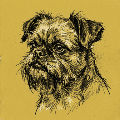 Brussels Griffon illustration