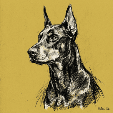 Doberman Pinscher illustration