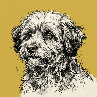 Havanese illustration