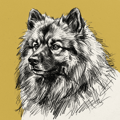 Keeshond illustration