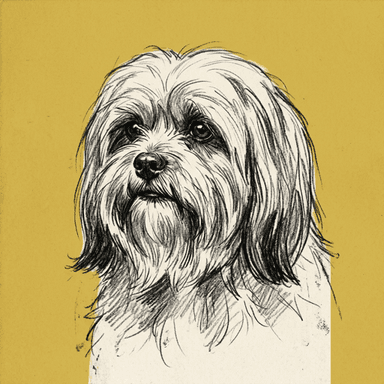 Lhasa Apso illustration