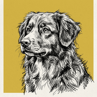 Nova Scotia Duck Tolling Retriever illustration
