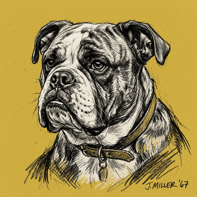 Olde English Bulldogge illustration