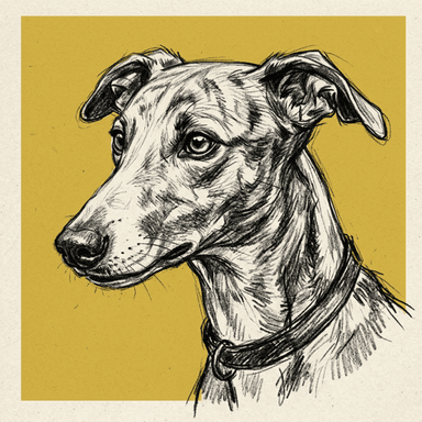 Whippet illustration