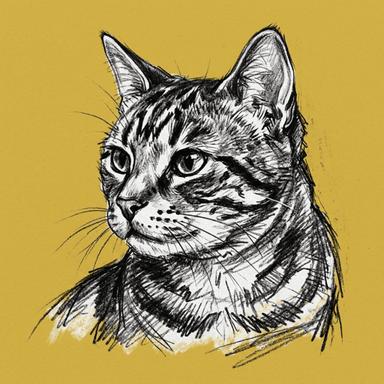 American Shorthair illustration