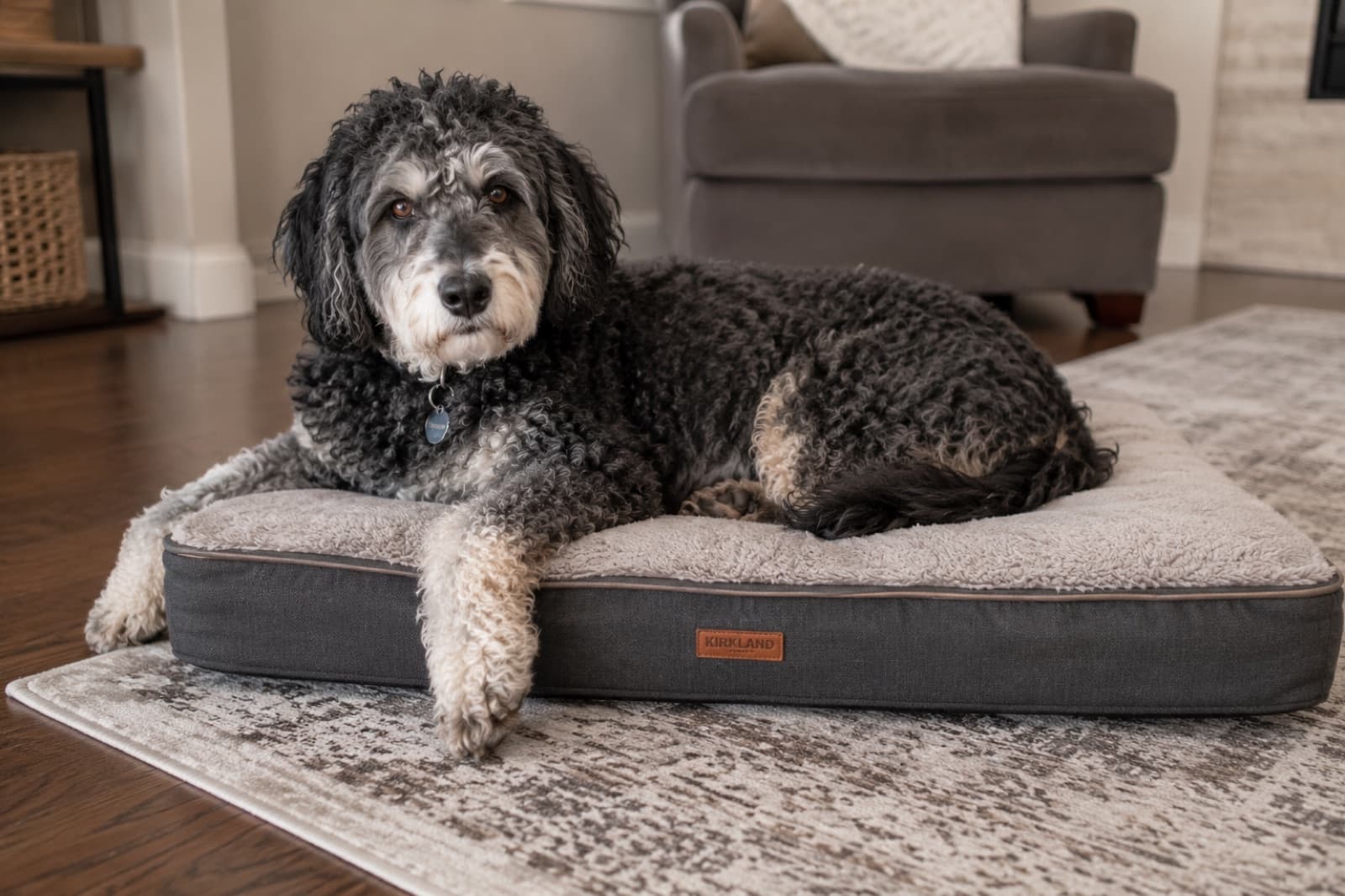 A healthy adult Aussiedoodle with merle coat sitting calmly at a Calgary veterinary clinic during a routine wellness exam