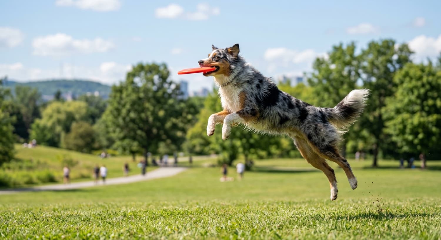 A blue merle Australian Shepherd running across a green Toronto park with a toy