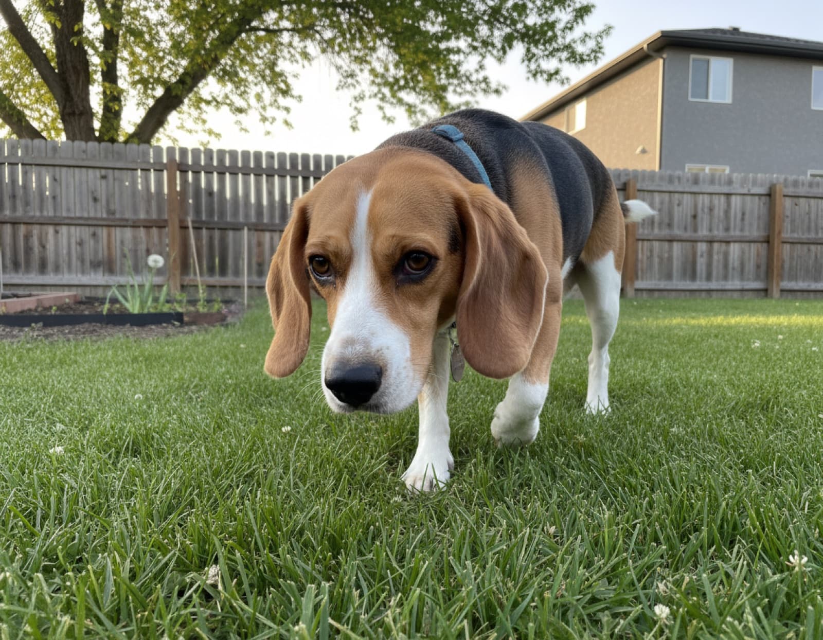 A tri-colour Beagle resting quietly on a soft blanket in a Calgary home, looking gently toward the camera with cautious eyes
