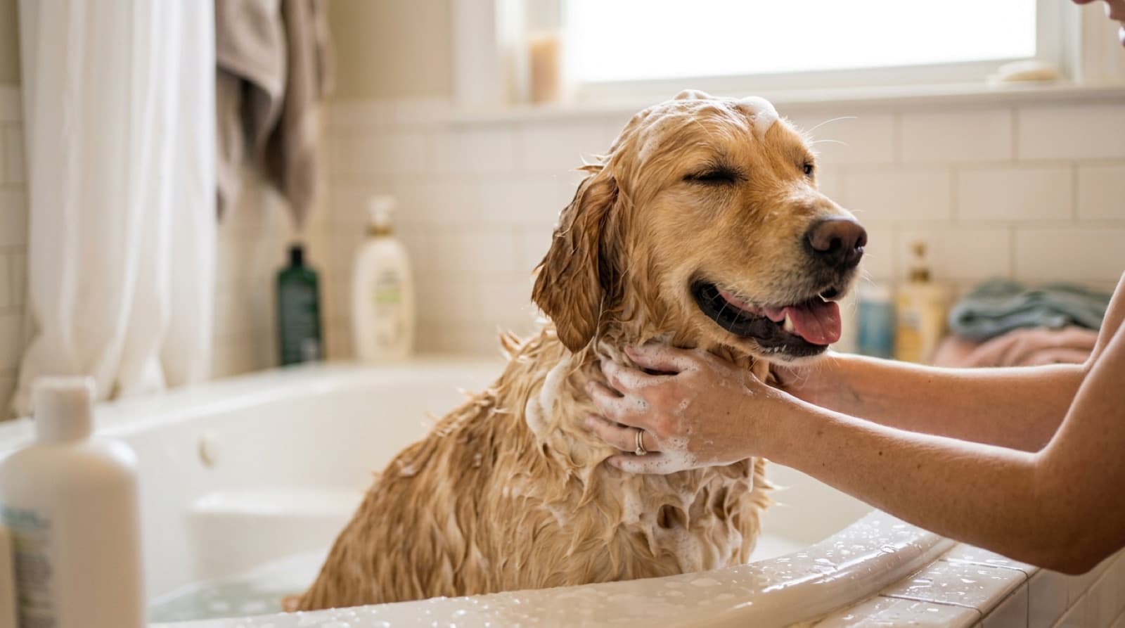 A happy dog being lathered with shampoo in a bath at home
