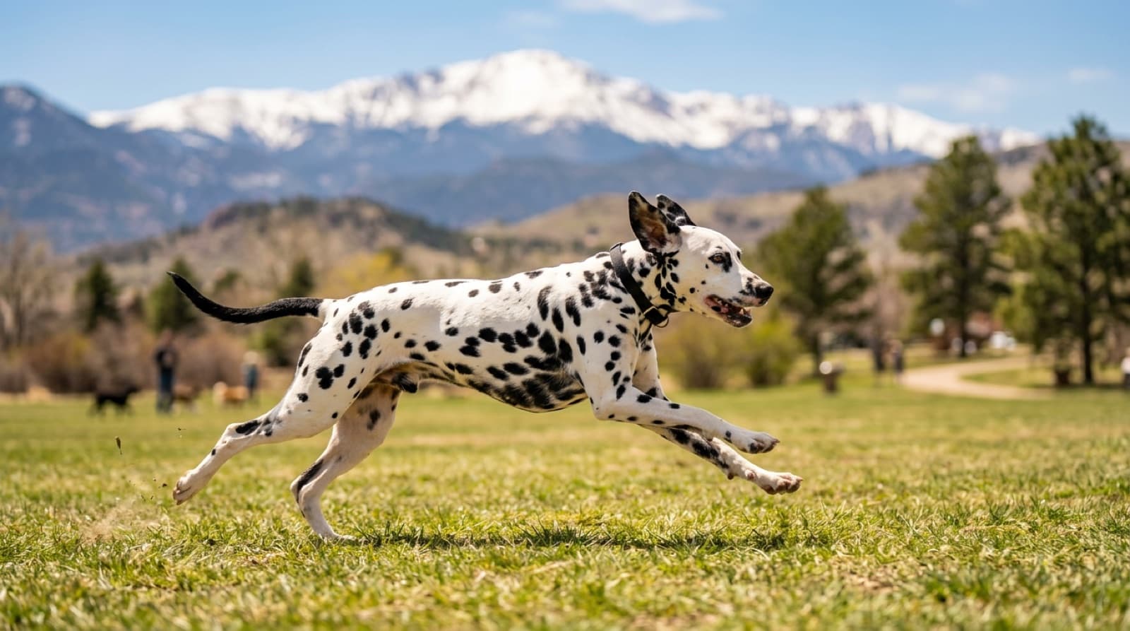 A spotted Dalmatian running at full stride across a grassy Calgary off-leash park on a sunny day, with the mountains in the distance