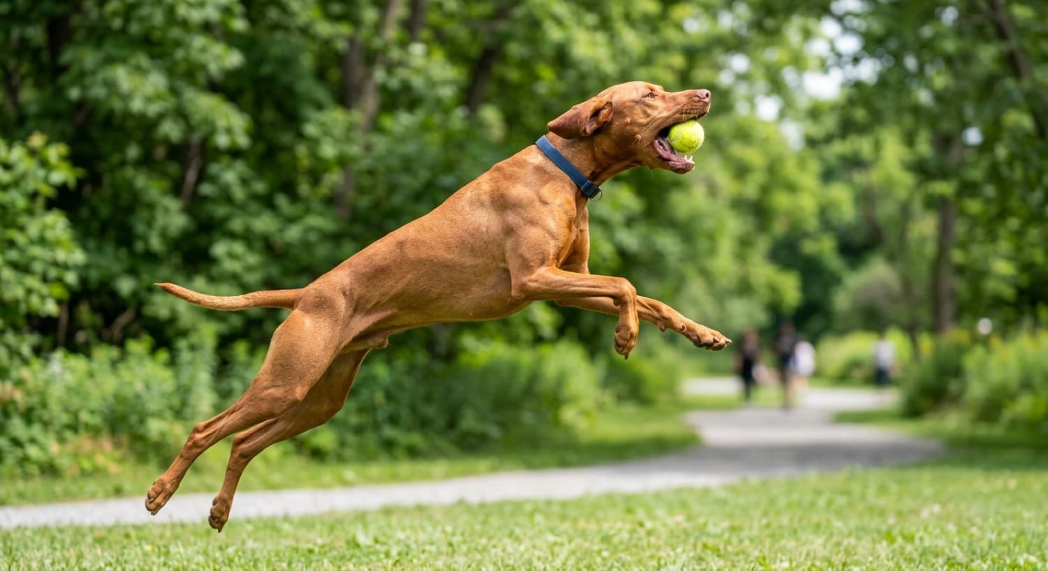 A Vizsla running and playing in an Ottawa park