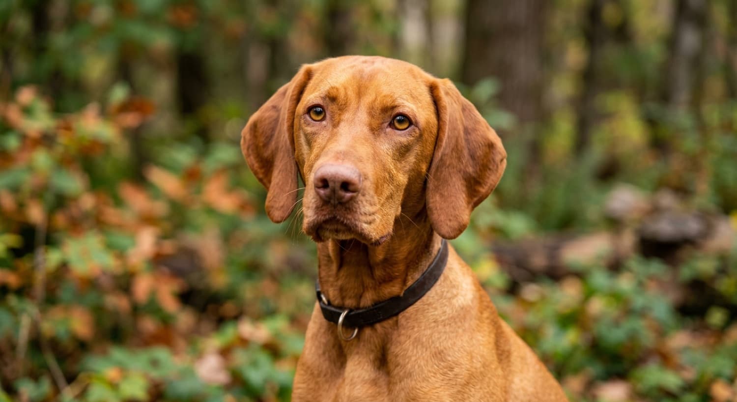 Close-up of a Vizsla showing the golden-rust coat and amber eyes