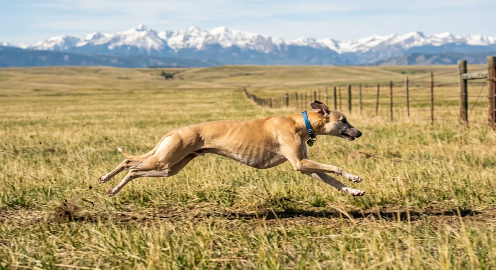 A Whippet running at full stride across a fenced grassy Calgary field, ears back, prairie and mountains behind