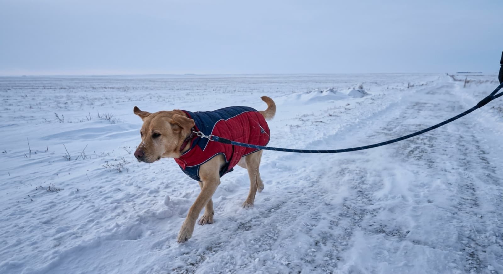 A dog in a winter coat on a windswept snowy Regina prairie path