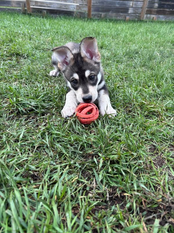 Alexis - Mixed Breed available for adoption
