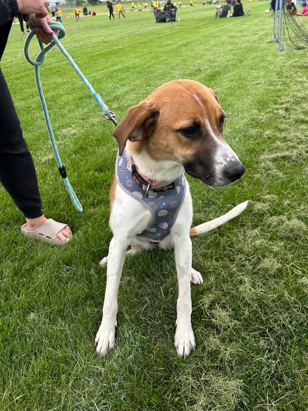 Churro - Mixed Breed available for adoption in Manitoba