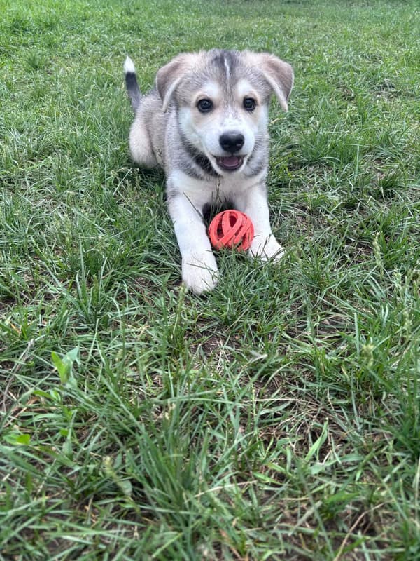 David - Mixed Breed available for adoption
