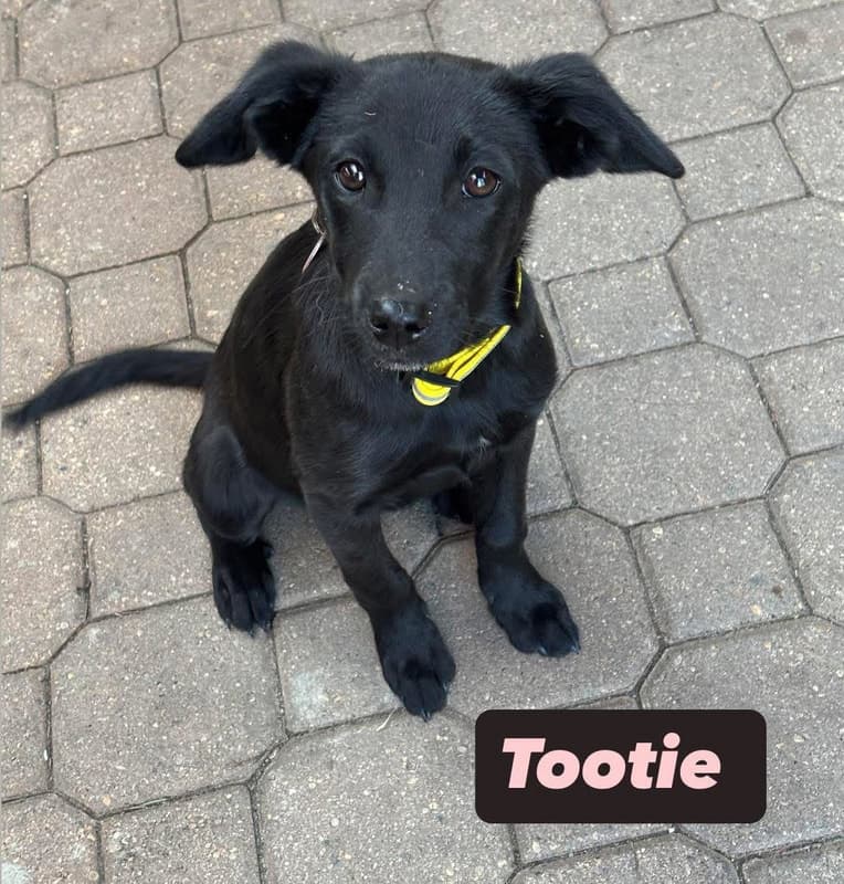 Tootie - Mixed Breed available for adoption in Manitoba