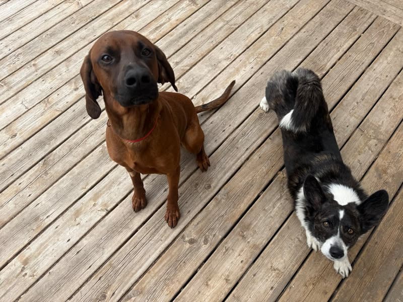 Waylon Earl - Mixed Breed available for adoption in Manitoba