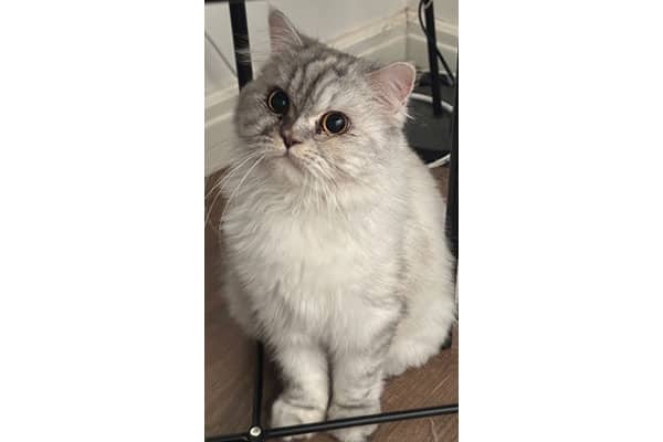 Basbousa - Persian mix cat available for adoption at Rocky Mountain Animal Rescue in Calgary