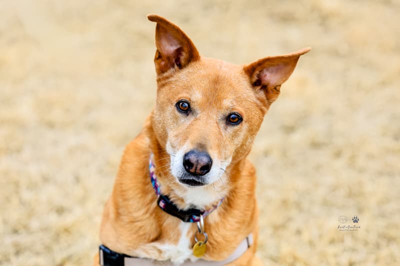 ALMOND - Mixed Breed available for adoption in Calgary