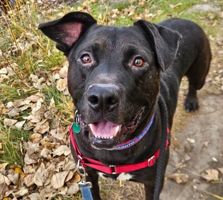 ASHTON - Pitbull Terrier Mixed available for adoption in Calgary