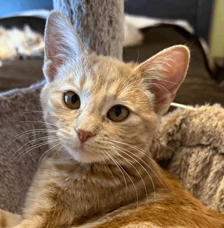 MURPHY - Domestic Short Hair cat available for adoption at AARCS in Calgary