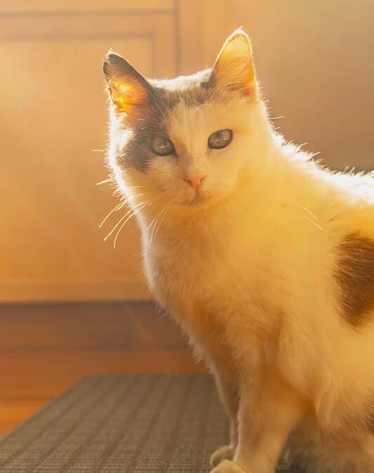 ARMADILLO - Domestic Short Hair available for adoption