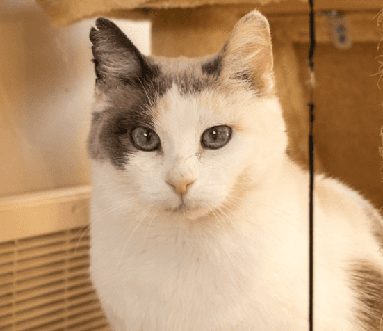 ARMADILLO - Domestic Short Hair available for adoption