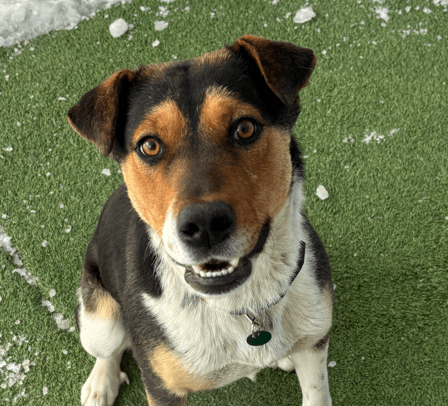 AAKII - Shepherd mixed available for adoption in Calgary