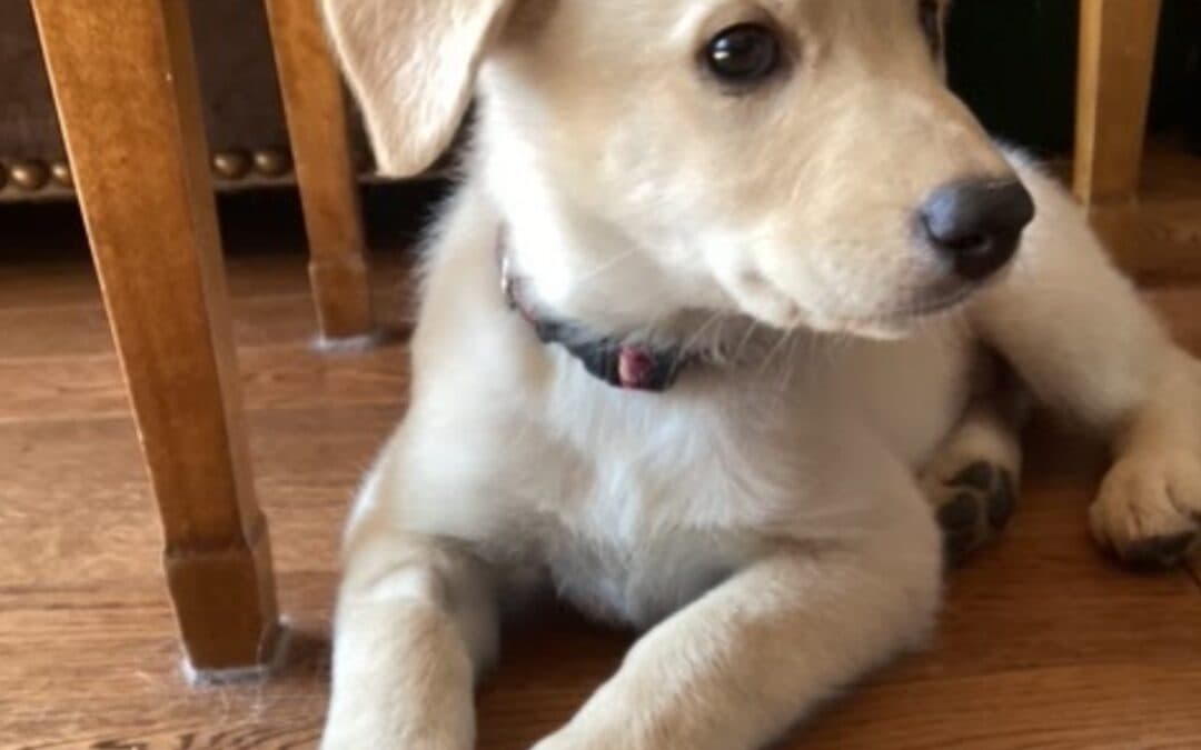 DOLCE - Shepherd mixed available for adoption in Calgary