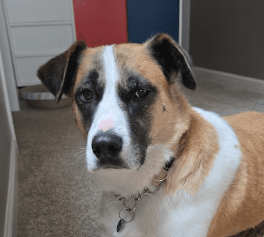 Latte - Australian Cattle Dog Mixed available for adoption