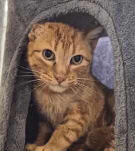 PITA - Domestic Short Hair cat available for adoption at AARCS in Calgary