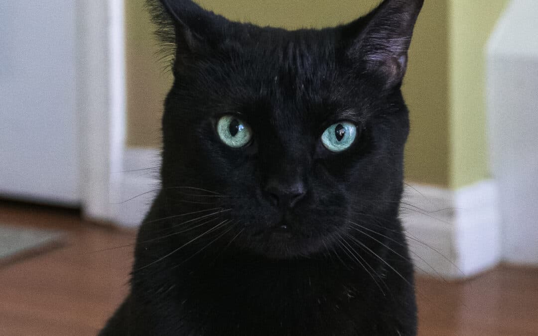 WIGAN - Domestic Short Hair cat available for adoption at AARCS in Calgary