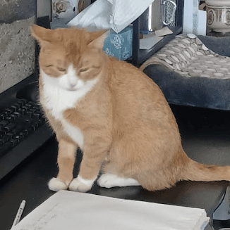 BEARNAISE - Domestic Short Hair cat available for adoption at AARCS in Calgary