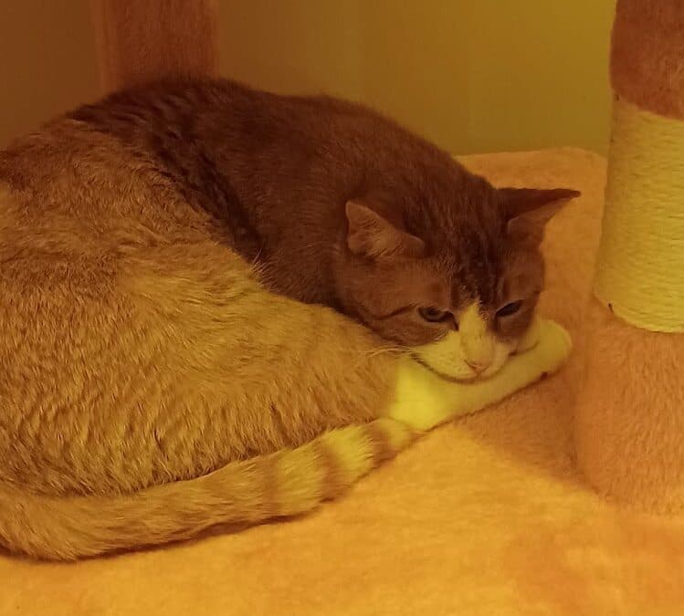 BEARNAISE - Domestic Short Hair cat available for adoption in Calgary