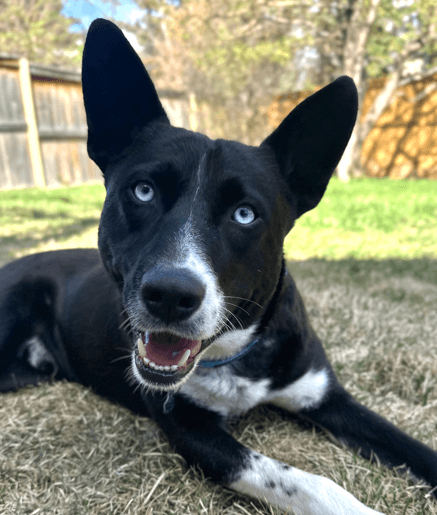 Jonas - Border Collie Mixed available for adoption in Calgary