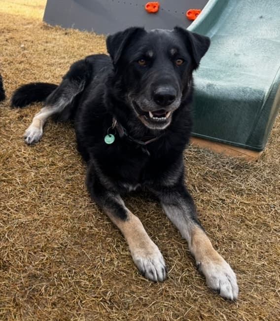 OSCAR - Shepherd mixed available for adoption at AARCS in Calgary