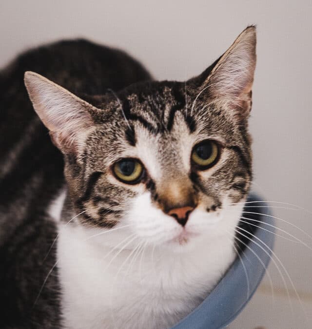 PASSIONFLOWER - Domestic Short Hair cat available for adoption at AARCS in Calgary
